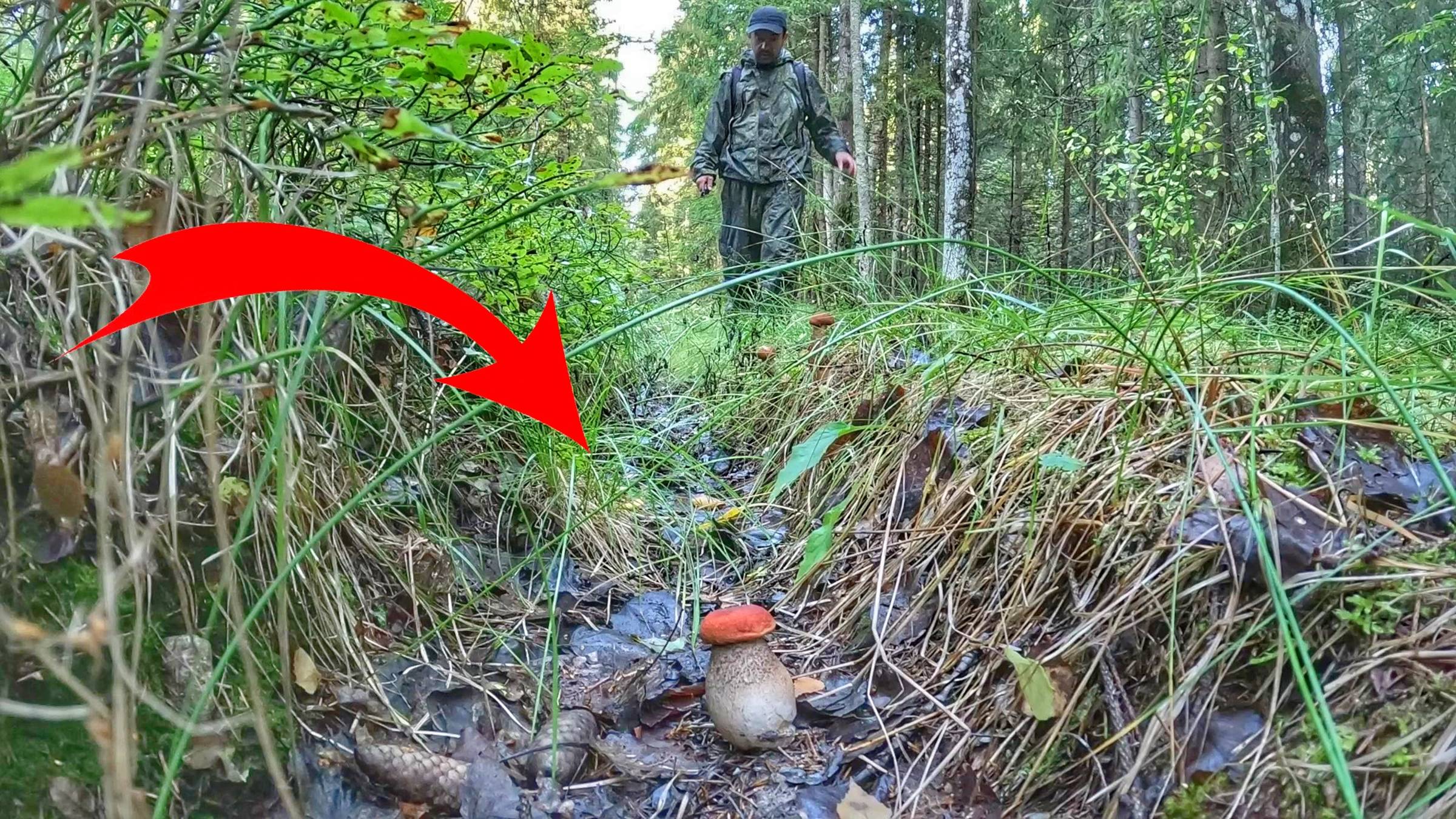 ГРИБЫ СОШЛИ С УМА! ЕЛОВЫЙ ЛЕС РАЗДАЕТ ПОДОСИНОВИКИ | УДАЧНАЯ ТИХАЯ ОХОТА | СЕНТЯБРЬ 2023 смотреть онлайн