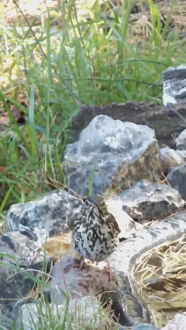 Певчий дрозд посещает пруд