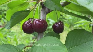Черешня Ред Пасифик (Red Pacific) - Агро Сад 2024