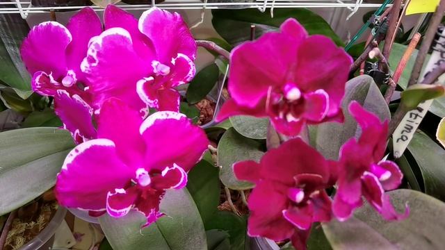 Отсутствие применения ЧУДО составов на орхидеях. смотреть онлайн