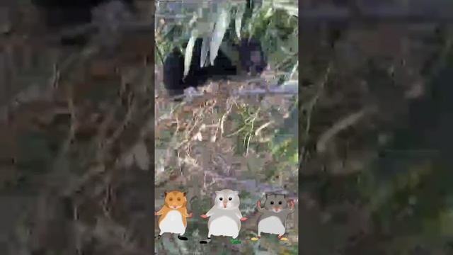 Сидит на дереве хомяк, что-то здесь не так! смотреть онлайн