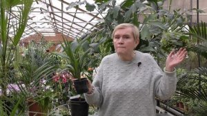 Виды пальм и уход.