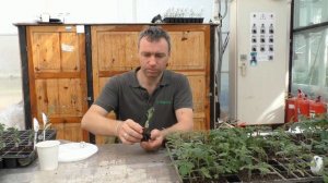 Прививка томата #томатнапрививке #прививкатоматовнаподвой