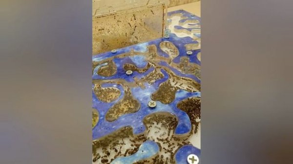 Ухаживаю за муравьями