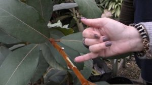 Размножение на примере фикуса(метод отводки).