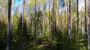 80 лет поселку Лесные Поляны