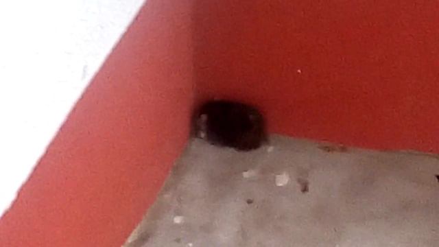 Крыса возле подъезда!! смотреть онлайн