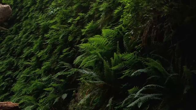 Jeremy Soule (Skyrim) All The Trees Of Tamriel [3 Hr. Extension]