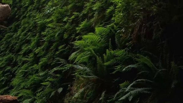 Jeremy Soule (Skyrim) All the Trees of Tamriel [3 Hr. Extension]