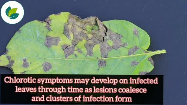 Early Blight Of Potato (Symptoms and Management) | Krishi Network смотреть онлайн
