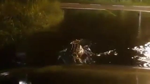 Buaya mengganas d jalan raya.. Atukoii смотреть онлайн