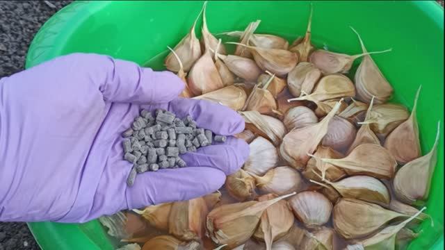 Чеснок осенью в этом году так посадила! В грядку под чеснок внесла простые компоненты. смотреть онлайн