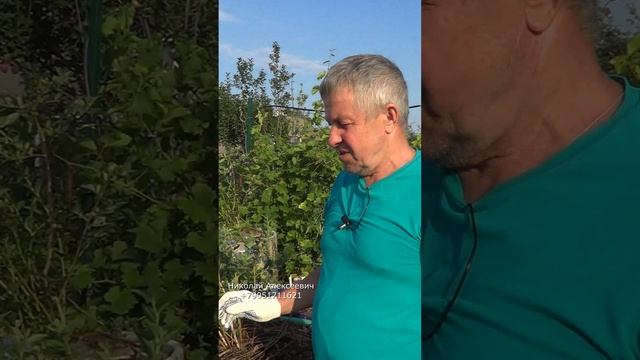 АТ466 голубика в горшках. А почему не в земле. Николай Алексеевич отвечает на комментарии зрителей смотреть онлайн