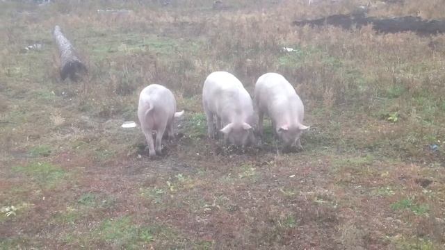 Дамба Нема, Дамба Нема... смотреть онлайн