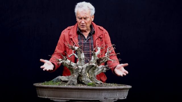 SandevBonsai - 2018. Bonsai sessions with Walter Pall/Part 11 смотреть онлайн