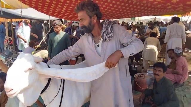 tando Adam Bakra mandi ek number gulabi bakra 786arif bhai bakri wala03173743223 смотреть онлайн