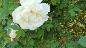 Лена и Ваня LIFE \ ОГО, как Лену КОЛБАСИТ! \ Обзор влогов