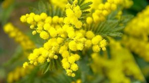 Музыка к кинофильмам. Мастер и Маргарита. Игорь Корнелюк.