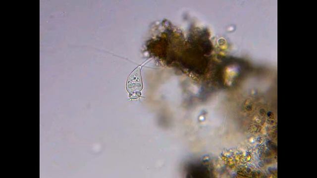 Инфузория Сувойка в капле воды под микроскопом смотреть онлайн
