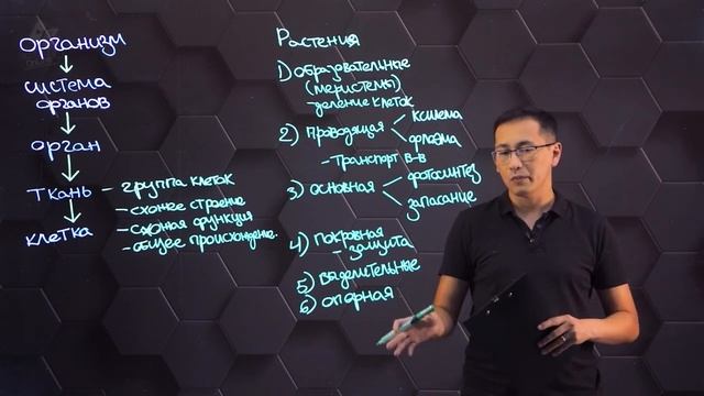 Ткани, органы, системы. 7 класс. смотреть онлайн