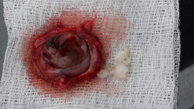 A 13-year-old heart-diseasedPekinese survived eyeball removal surgery смотреть онлайн