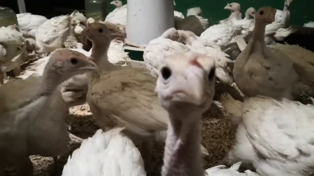 Индюшата 1 мес Хайбрид Конвертер (самцы) смотреть онлайн