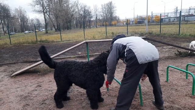 Джек , Сёма , Лаки , Луч , Жил Был Кинолог Моя Жизнь Кино Музей Псов смотреть онлайн