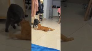 Смешные коты