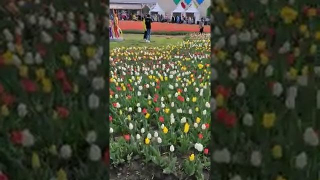 С Первомаем друзья!!! смотреть онлайн