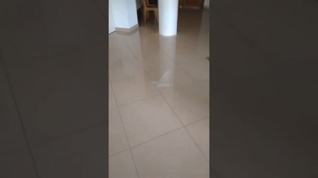 орнитоптер смотреть онлайн