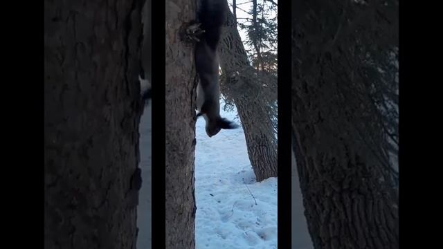 Появился новый белк Рыжий, так что у Малых уже есть ухожёр! И судя по всему уже начался гон!!! смотреть онлайн