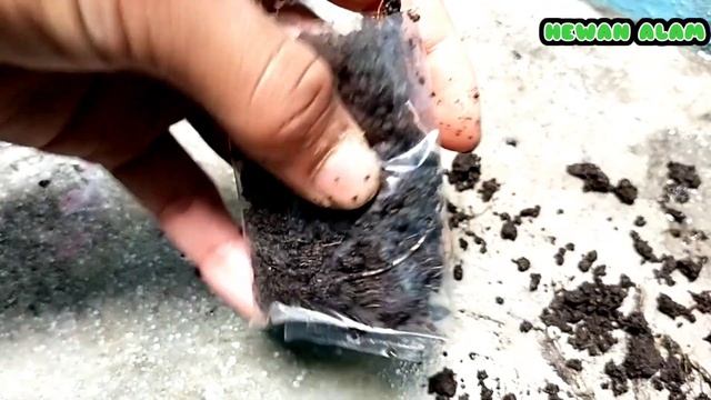 NEW METHOD FOR GROWING ROOTS FASTER GROWING PLANTS - AIR LAYERING PLANTS EXAMPLE смотреть онлайн