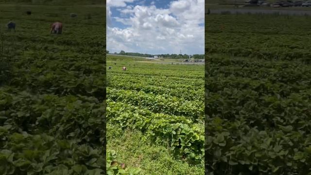 Самосбор фермерской американской клубники #сша #иммиграция #клубника #russianamerica смотреть онлайн