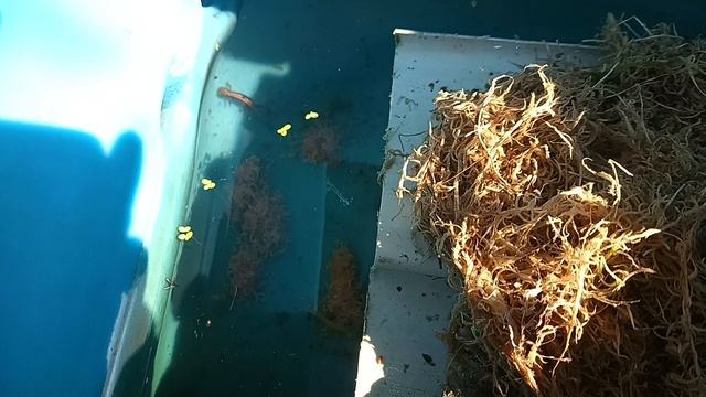 Подготовка сибирских углозубов к зимовке смотреть онлайн