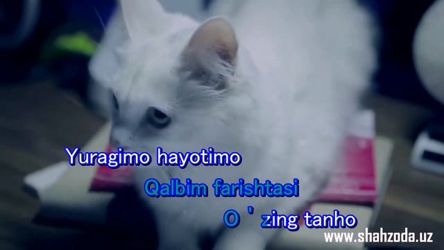 (Karaoke)Shahzoda - Chicco(on vocal) смотреть онлайн