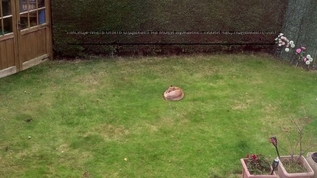 Лисица-Мать на лужайке смотреть онлайн