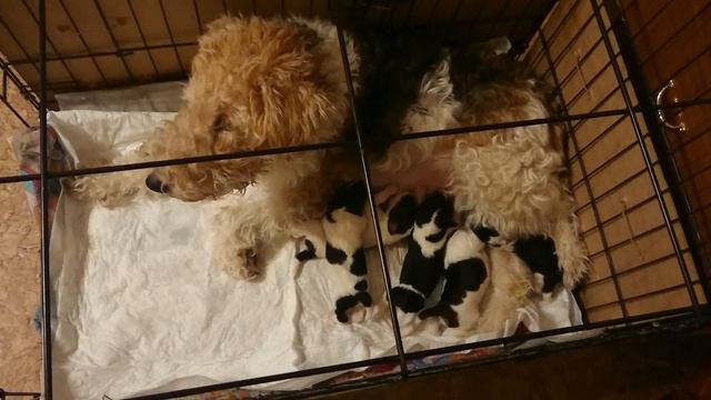 Щенки питаются смотреть онлайн