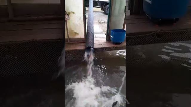 приход форели смотреть онлайн