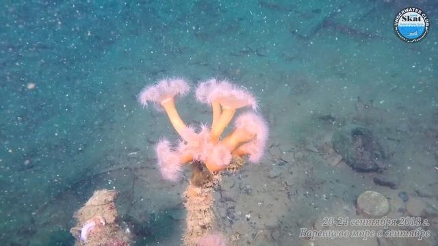 2018_09_20-24 - Баренцево море в сентябре смотреть онлайн