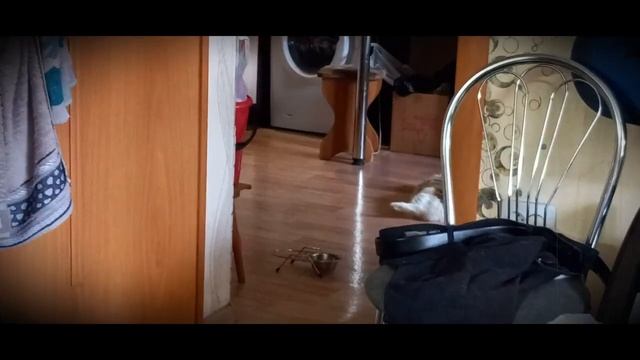 Чуня, это вам не бобик!