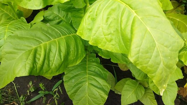 Вирджиния классическая (Virginia classic).