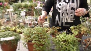 Пилея — уход в домашних условиях.