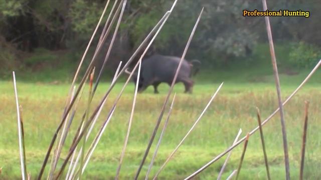 An exciting adventure with lion, buffalo, bear and hippopotamus hunting смотреть онлайн