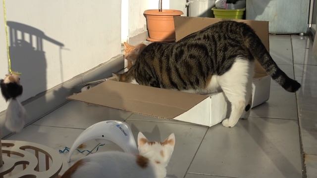 I bought toys for the kittens but they preferred the cardboard box. Motherless kittens. Part 22 смотреть онлайн