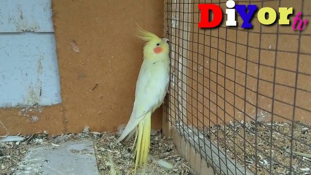 Касалликни Даволаш смотреть онлайн