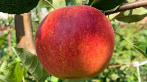 Яблоня Сансе и Амбасси