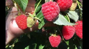 Малина Маравилла