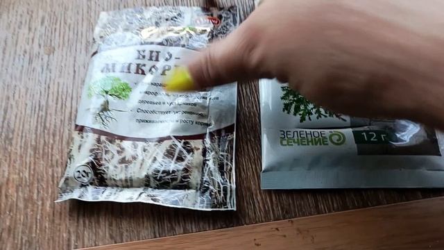 Пересадка взрослой туи🌲 смотреть онлайн