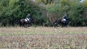 Охота на лошадях с собаками