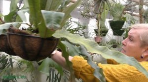 Виды папоротника платицериум.